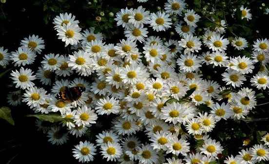 喪期中的祭奠活動(dòng)