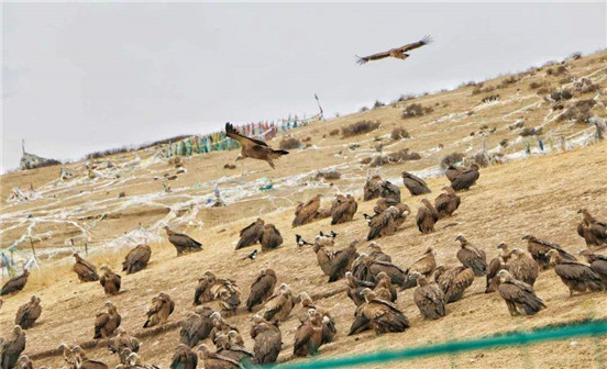 藏族奇特的葬禮——天葬 