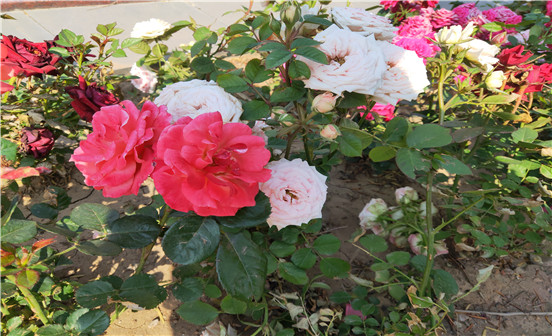 購買墓地所需要注意的基本事項