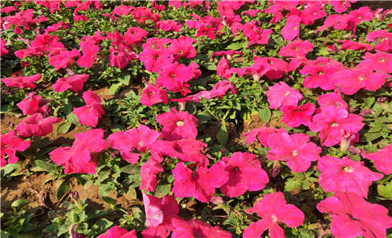 墓地的選擇有規(guī)范，看古人的墓地的選擇方法