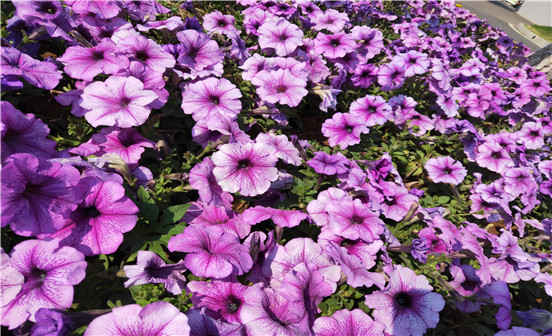 先祖的墓地對后代人的影響