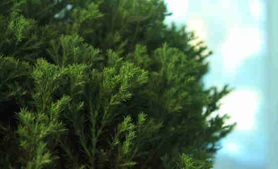 百木之長——柏樹