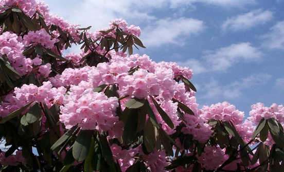 人挪活樹挪死有什么含義