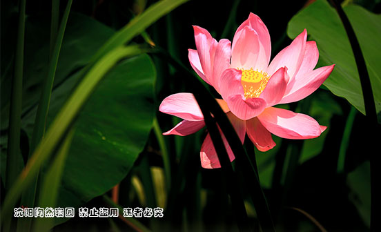 殯葬中的殯到底有什么含義？